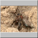 Smicromyrme rufipes - Rotbeinige Spinnenameise 02 5-9mm Paarung.jpg